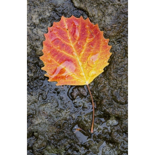 Canada, Quebec, Big tooth aspen leaf after rain